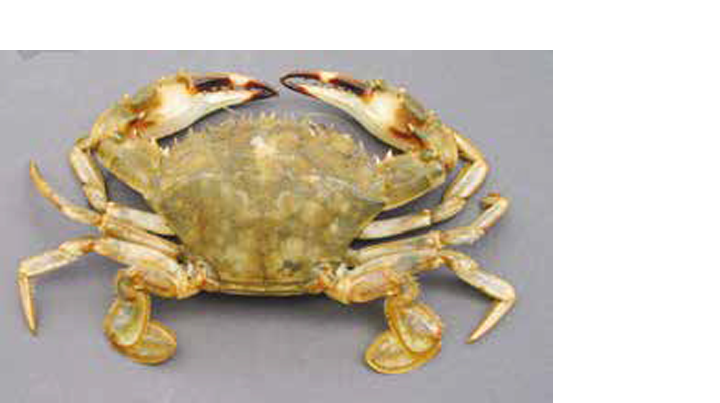 Asian paddle crab news