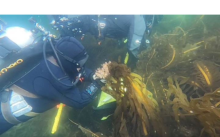 Diver removing Undaria